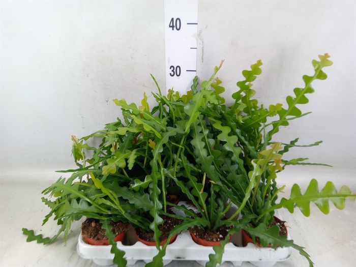 <h4>Epiphyllum anguliger</h4>