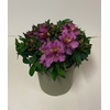 Alstroemeria Inca Collection (gemengd)