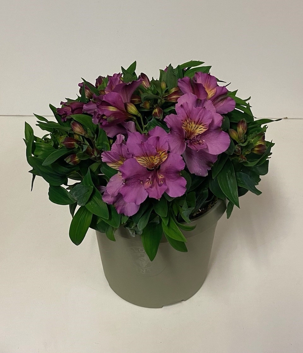 Alstroemeria Inca Collection (gemengd)