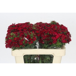 Dianthus Br Amazon Neon Cherry