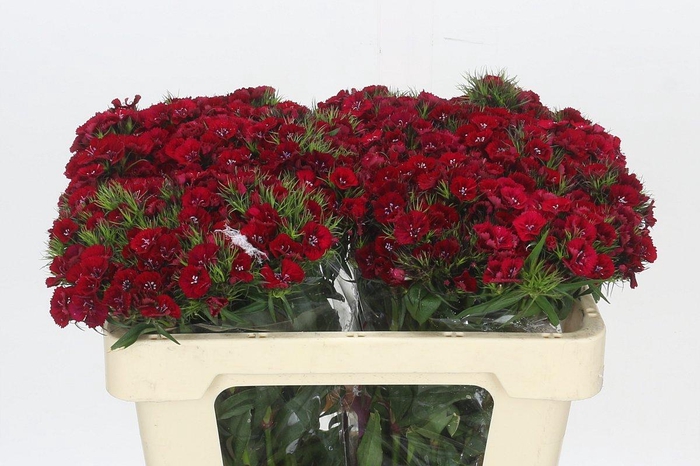 <h4>Dianthus Br Amazon Neon Cherry</h4>