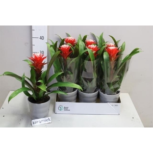 Guzmania Hope 12Ø 40cm