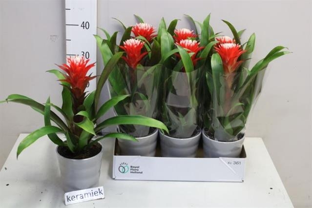 Guzmania Hope 12Ø 40cm