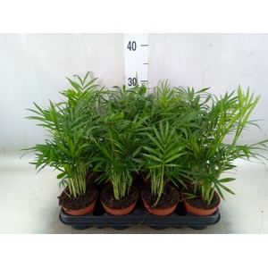 Chamaedorea elegans