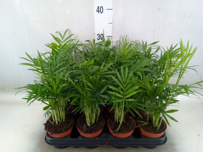 <h4>Chamaedorea elegans</h4>