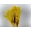 Dried Stipa Feather Yellow P. Stem