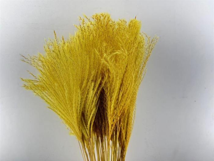 <h4>Dried Stipa Feather Yellow P. Stem</h4>