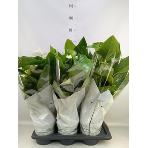 Anthurium andr. 'Alaska'