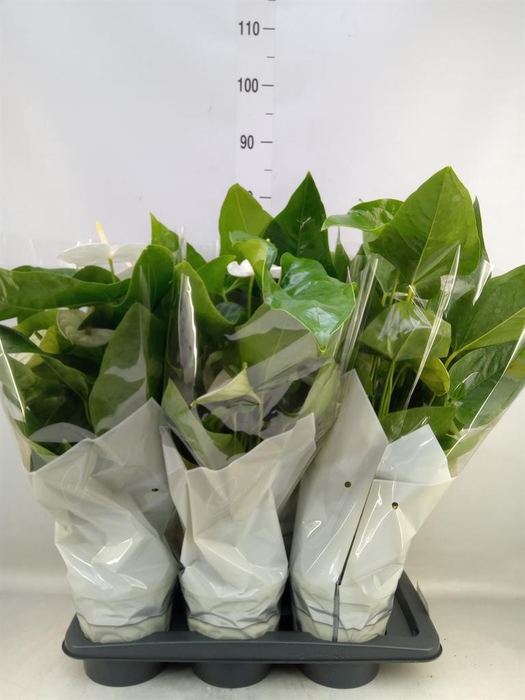 <h4>Anthurium andr. 'Alaska'</h4>