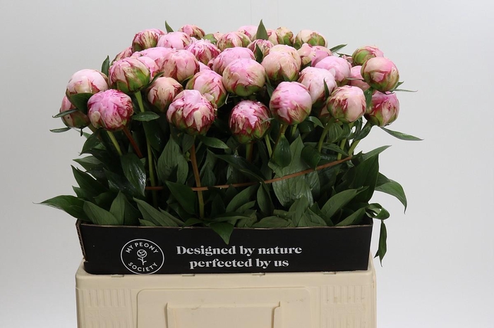<h4>Paeonia Sarah Bernhardt</h4>