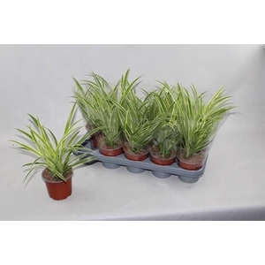 Chlorophythum comosum Vittatum 12Ø 35cm