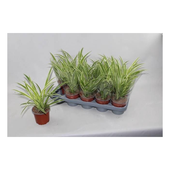 <h4>Chlorophythum comosum Vittatum 12Ø 35cm</h4>