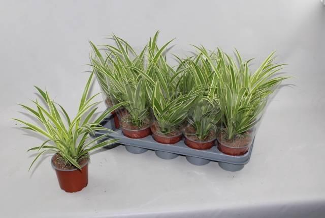 Chlorophythum comosum Vittatum 12Ø 35cm