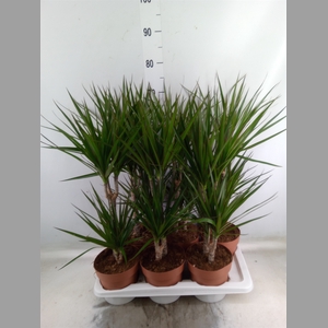 Dracaena marg.