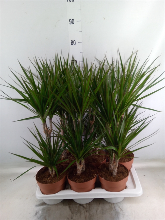 <h4>Dracaena marg.</h4>