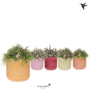 Kolibri Greens Rhipsalis mix in Flare pot mix