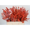 Ilex Winter Gold