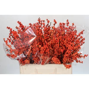 Ilex Winter Gold