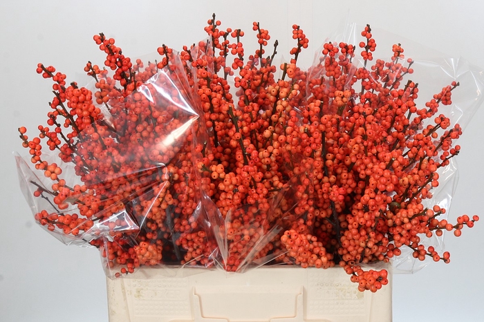 <h4>Ilex Winter Gold</h4>