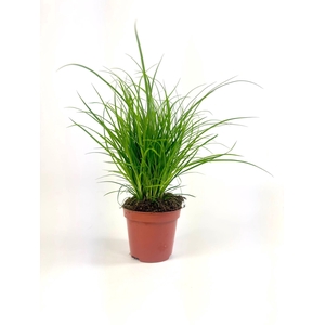 Carex brunnea (groen) p8