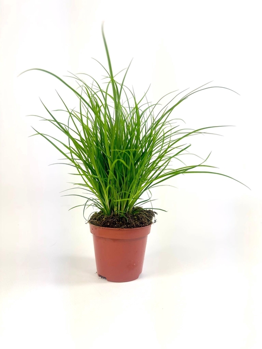<h4>Carex brunnea (groen) p8</h4>