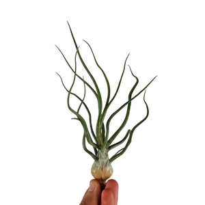Tillandsia Bulbosa XXL