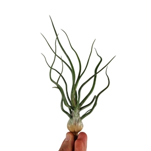 Tillandsia Bulbosa XXL