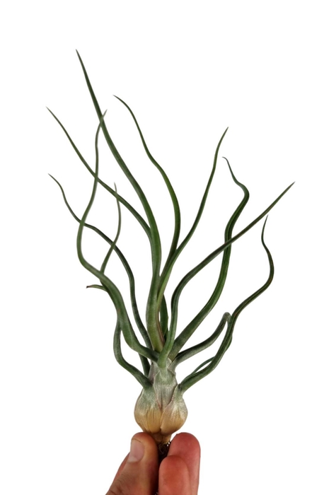 <h4>Tillandsia Bulbosa XXL</h4>