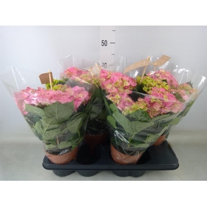 Hydrangea mac. 'Early Rosa'