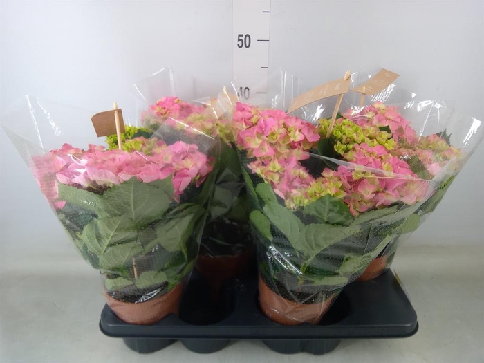 <h4>Hydrangea mac. 'Early Rosa'</h4>