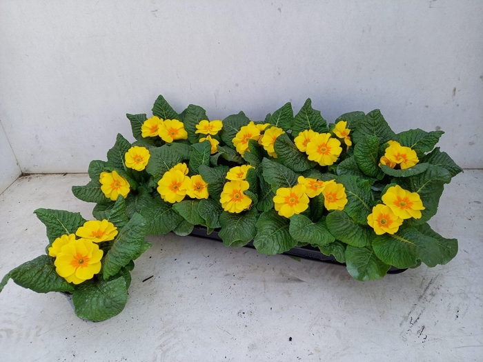 <h4>PRIM AC SOL YELLOW</h4>