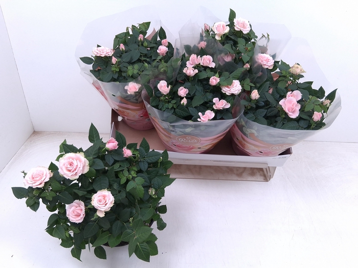 <h4>RO FAV RO PINK</h4>