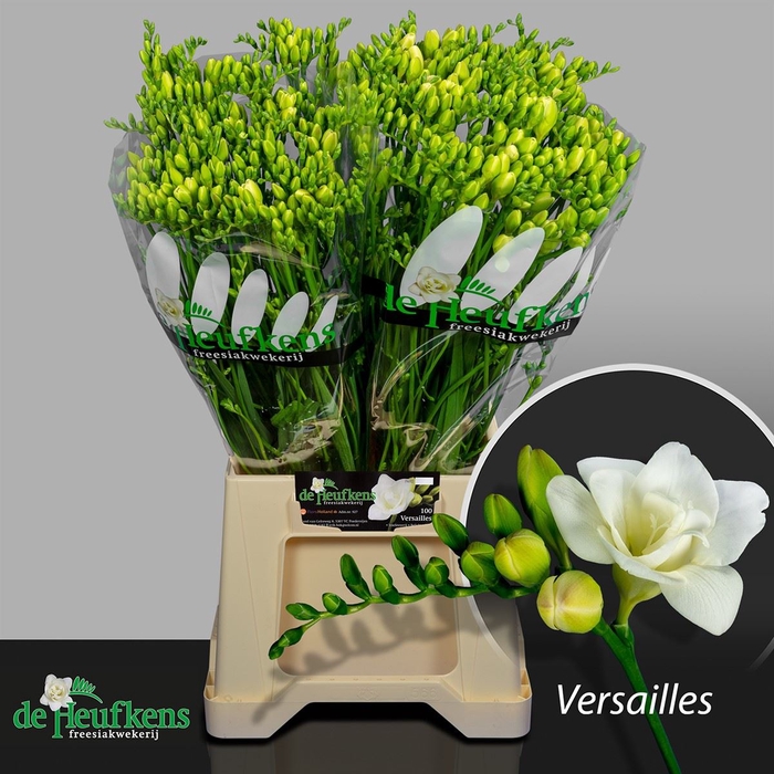 Freesia du Versailles