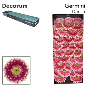 GE MI DANSA Doos x60