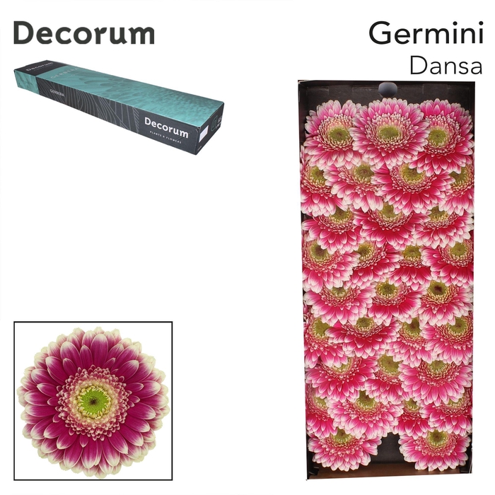 <h4>GE MI DANSA Doos x60</h4>