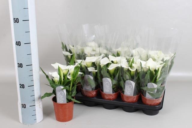 <h4>ZANT CAPT FRESCO</h4>