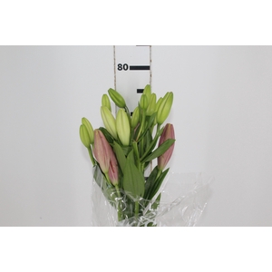 LIRIO ALBUFEIRA 080 CM HT 2/3 FLS ROSA