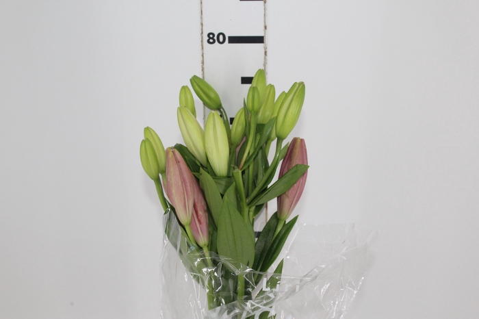 <h4>LIRIO ALBUFEIRA 080 CM HT 2/3 FLS ROSA</h4>