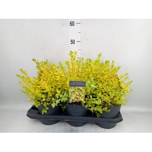 Ligustrum ovalif.