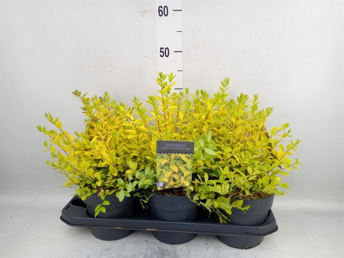 <h4>Ligustrum ovalif.</h4>
