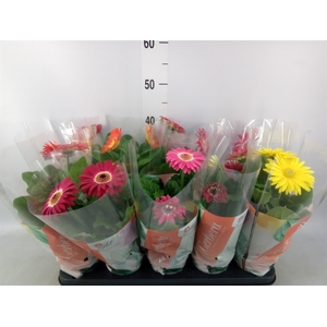 Gerbera  'Colourgame'   ...mix
