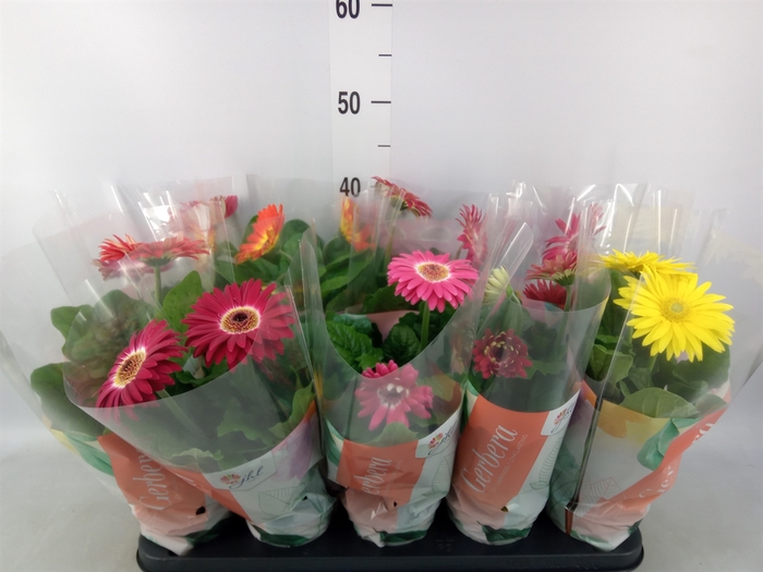 <h4>Gerbera  'Colourgame'   ...mix</h4>