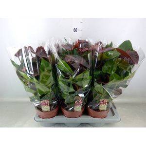 Anthurium andr. 'Essencia'