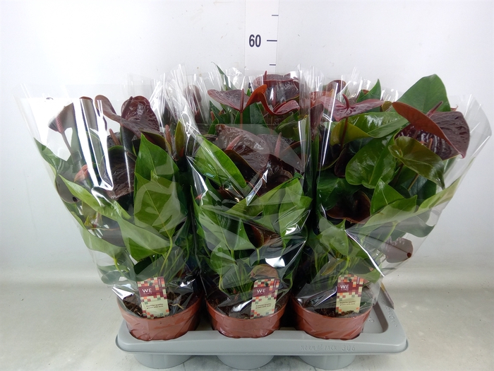 <h4>Anthurium andr. 'Essencia'</h4>