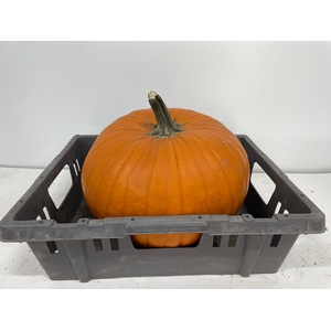 CUC MAXIMA HALLOWEEN