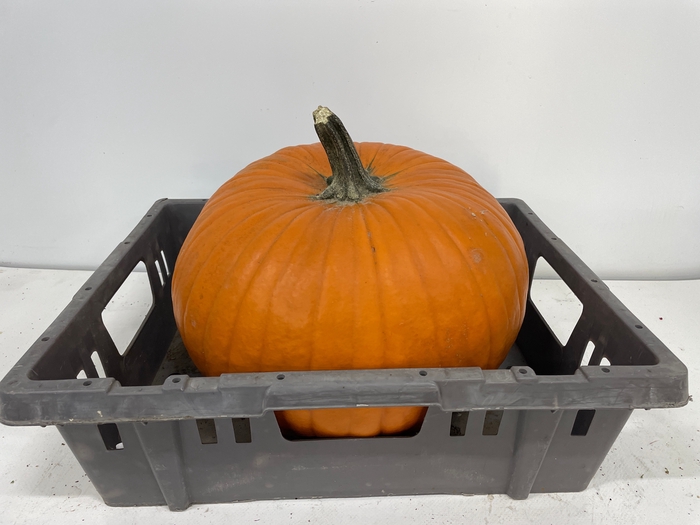 <h4>CUC MAXIMA HALLOWEEN</h4>