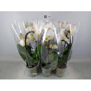 Phalaenopsis  'Elegant Cascade'