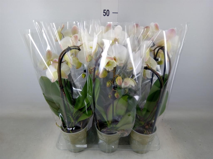 <h4>Phalaenopsis  'Elegant Cascade'</h4>