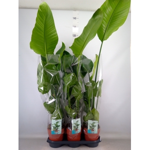 Strelitzia nicolai