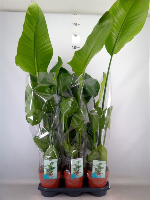 <h4>Strelitzia nicolai</h4>